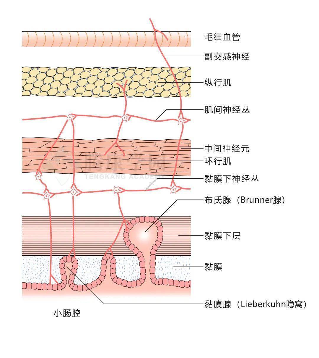消化道分泌和运动的神经控制