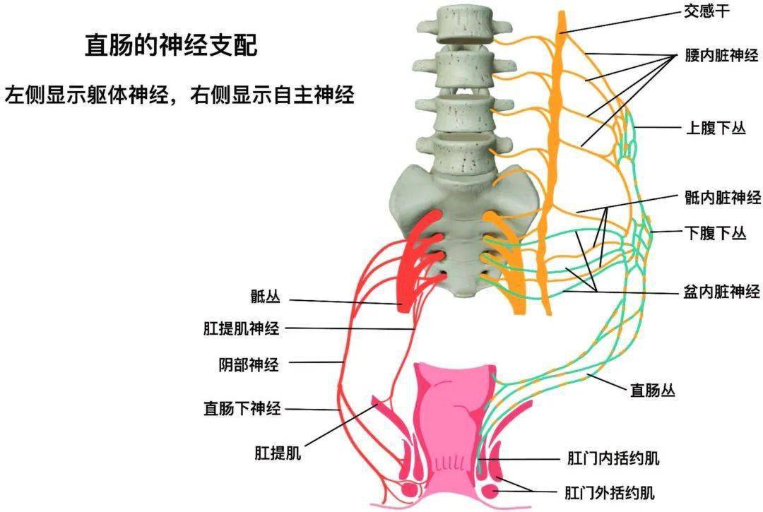 消化道分泌和运动的神经控制 ——肠神经系统①_抑制性_感觉_平滑肌