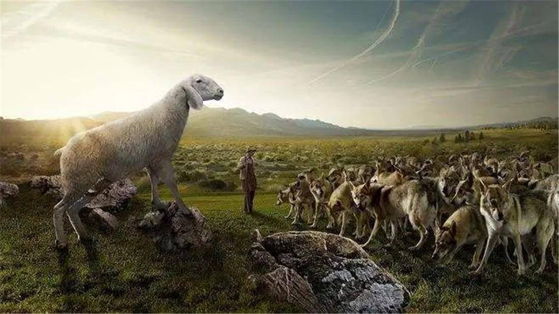 天山一群狼赶着50多只羊，行走5公里来到狼窝，途中吃掉了2只羊