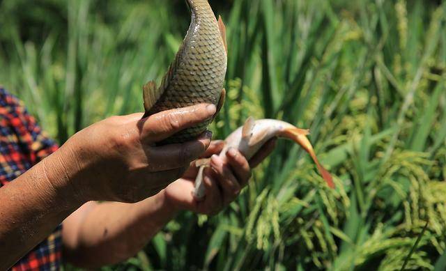 稻花鱼却是一个例外,养殖方法特殊最贵60元1斤_稻田_因为_杂草