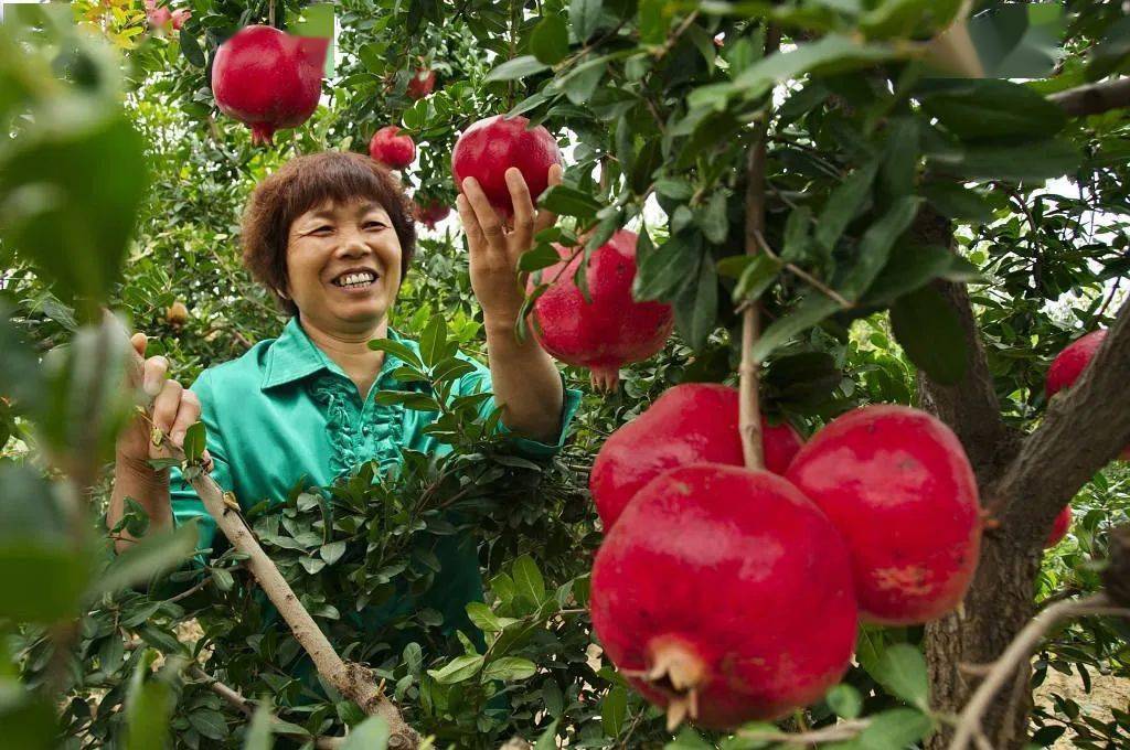 庆丰收,迎盛会---荥阳市第五届中国农民丰收节暨第十八届河阴石榴文化