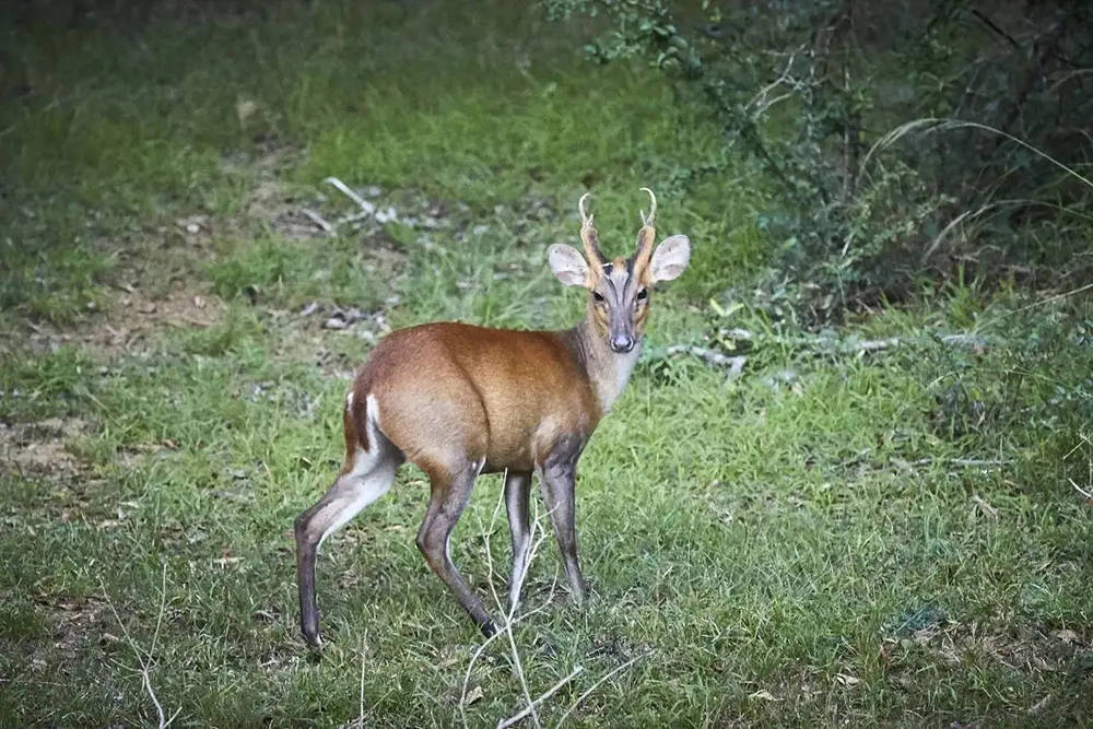 四川凉山出现"黄猄",麂类中它最大,脑袋像麒麟,还会学狗叫_动物_犬齿
