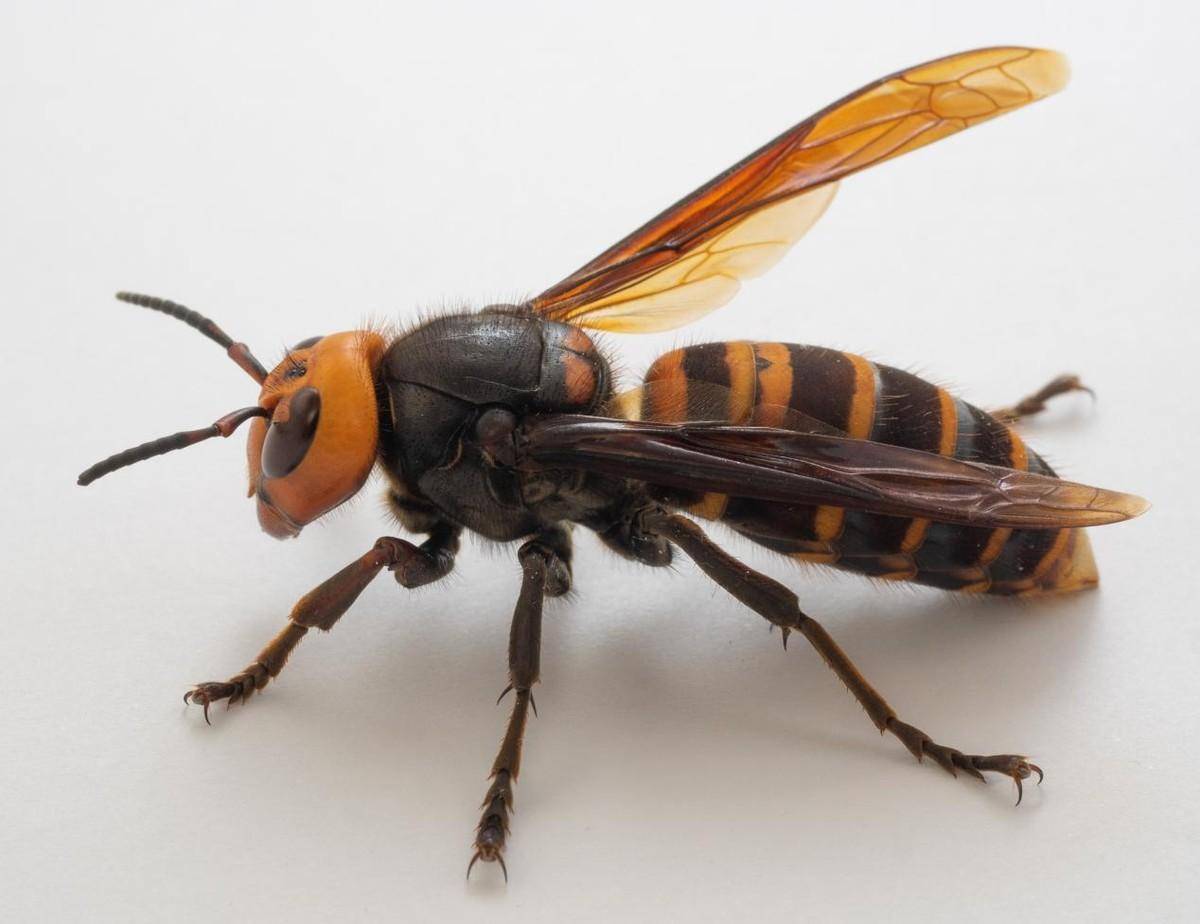 亚洲大黄蜂,学名又叫金环胡蜂,是世界上最大的胡蜂,体长达到3到4厘米