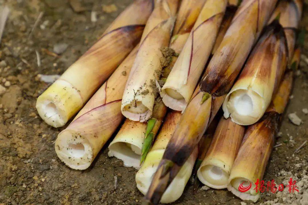 同样得益于揭阳优越环境而"鲜甜酥脆"的埔田竹笋,获得了"岭南山珍"的