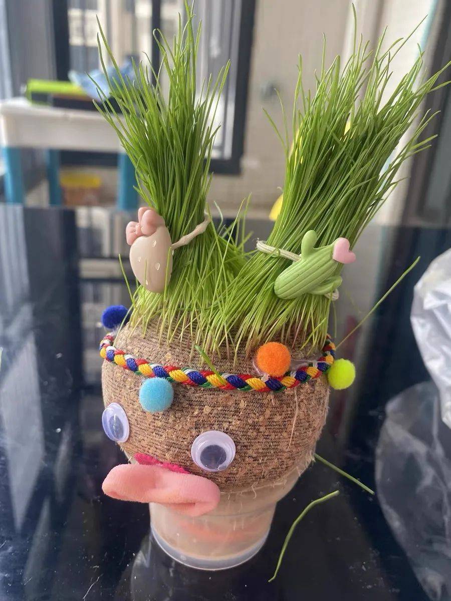 "玩植物,种玩具",ecoey绿植室内盆栽,你的新"绿宠"!