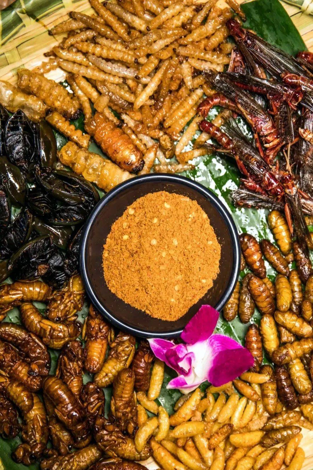 蚕蛹,蜂蛹,柴虫,竹虫,蜻蜓等昆虫,在十八般烹调技艺下,才有了一桌美味