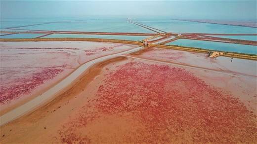 翅碱蓬给滨海滩涂湿地铺上红地毯,成为秋季黄河口独特的风景