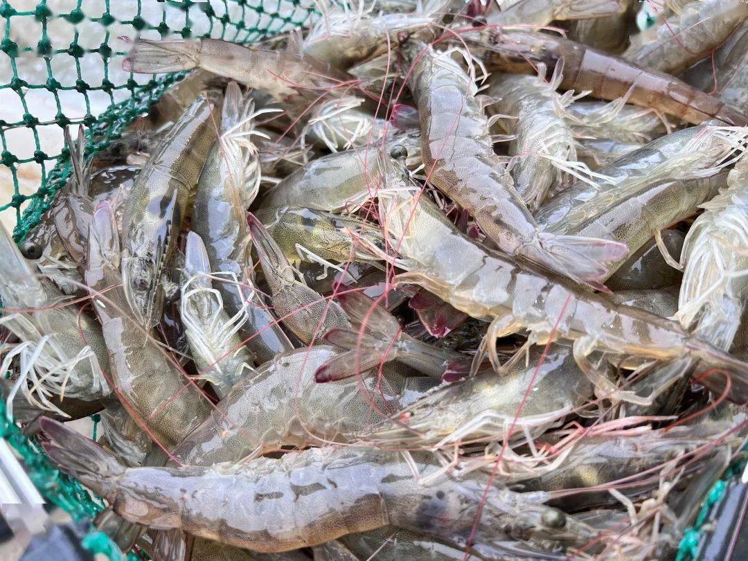 收获的味道 | 水产集团养殖公司南美白对虾丰收迎节庆_相关市场_上海