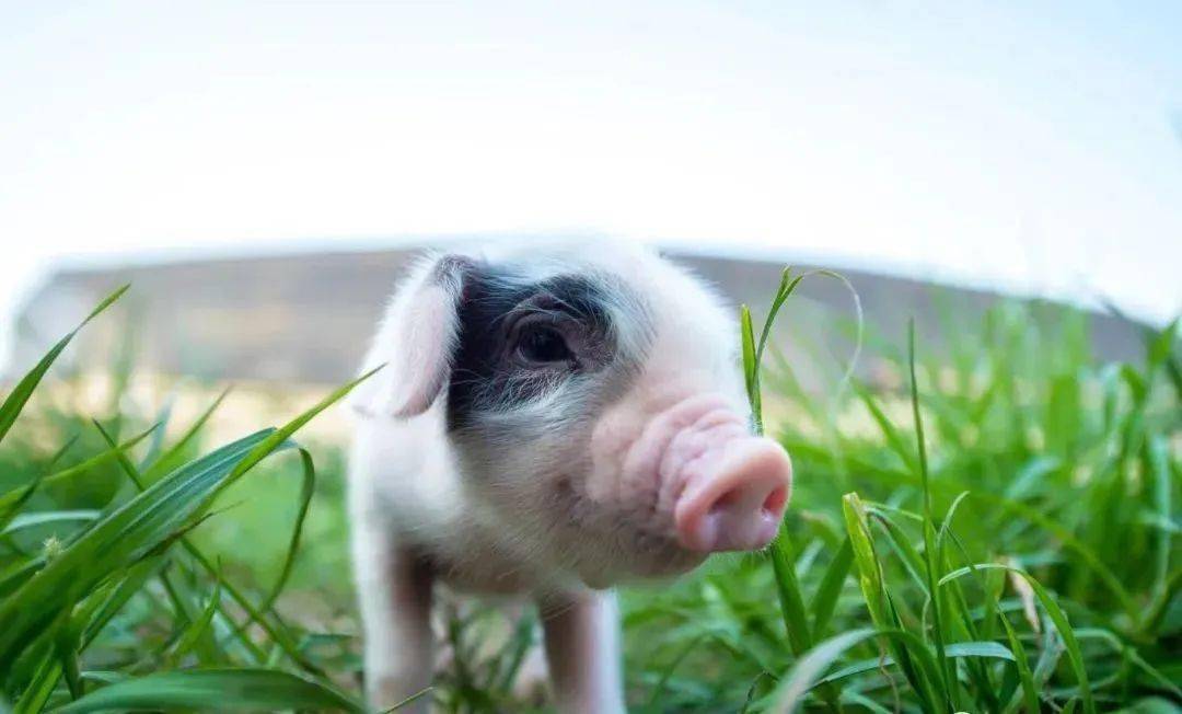 揭秘丨有"身份"的荣昌猪~~~_吉吉_大熊猫_生猪