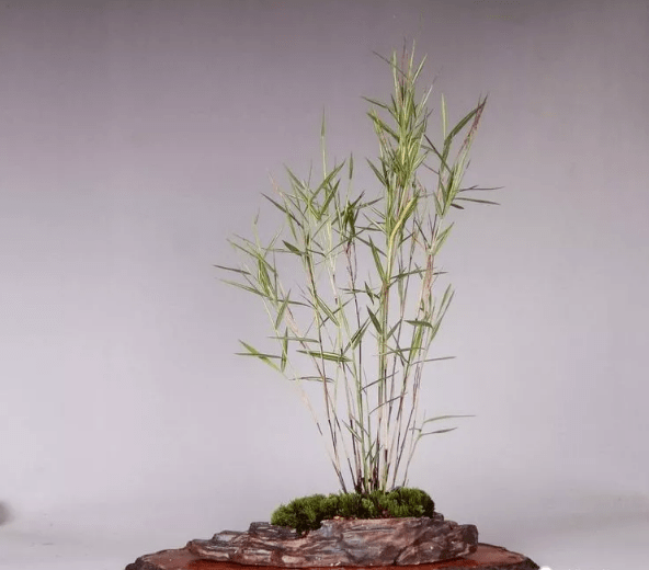 植物_竹子_郑永泰