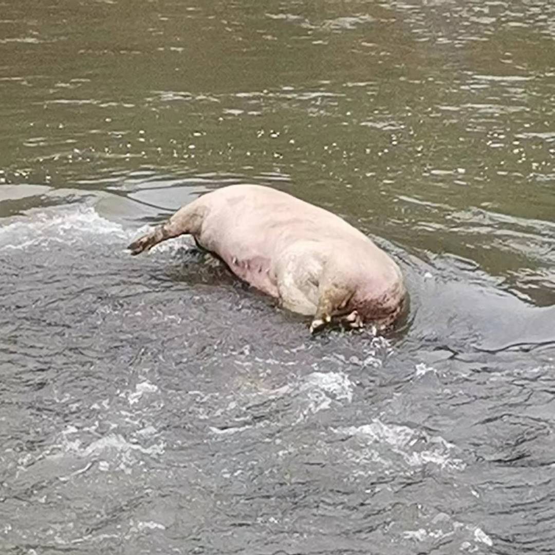 恭城西河村大桥,惊现死猪漂浮在河里......_保护_网友_上游