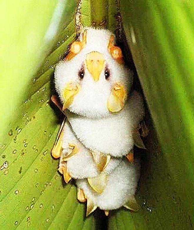 一说到蝙蝠,大家都会谈虎色变,但这种蝙蝠却以"小可爱"著称!