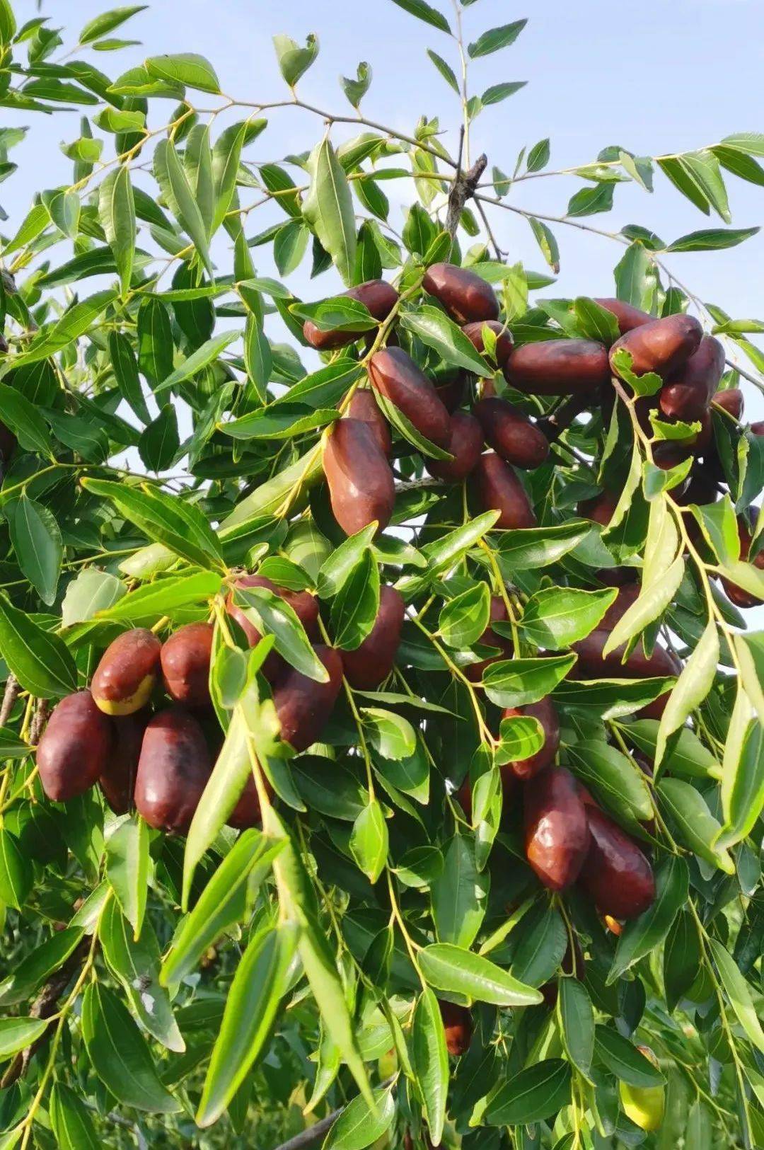 又到了吃"灵武长枣"的季节!29.9元起,现采现发!_种植_美味_杨长