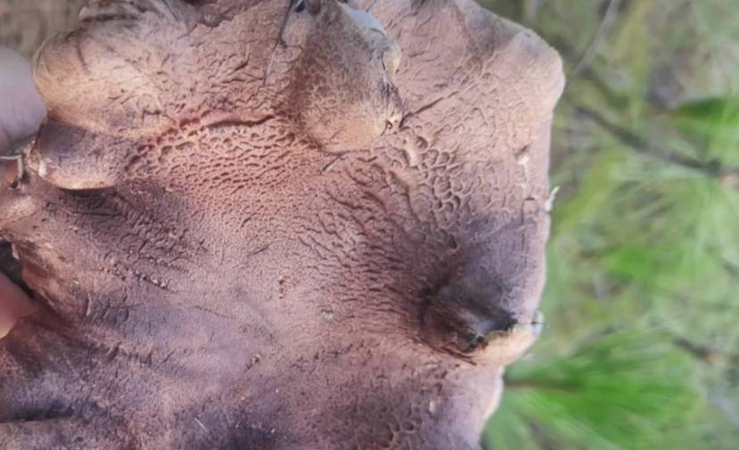 这种蘑菇叫黑虎掌,是一种著名的野生食用菌,它味道好价格好,不能人工