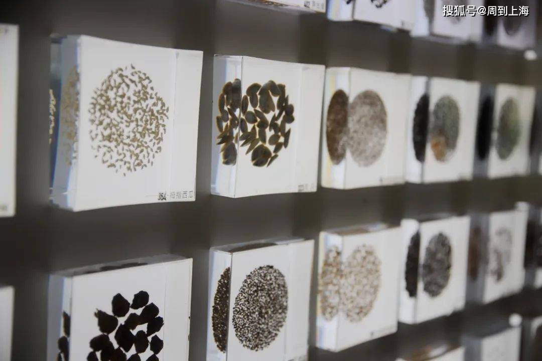 走进大门可以看到一面"种子墙",收集了九丰自主培育的各种特色蔬菜