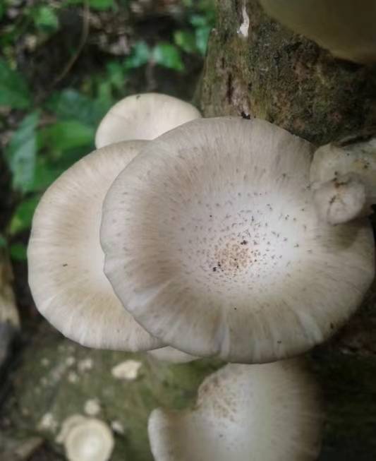 武陵山珍～科普|野生菌 野香菇