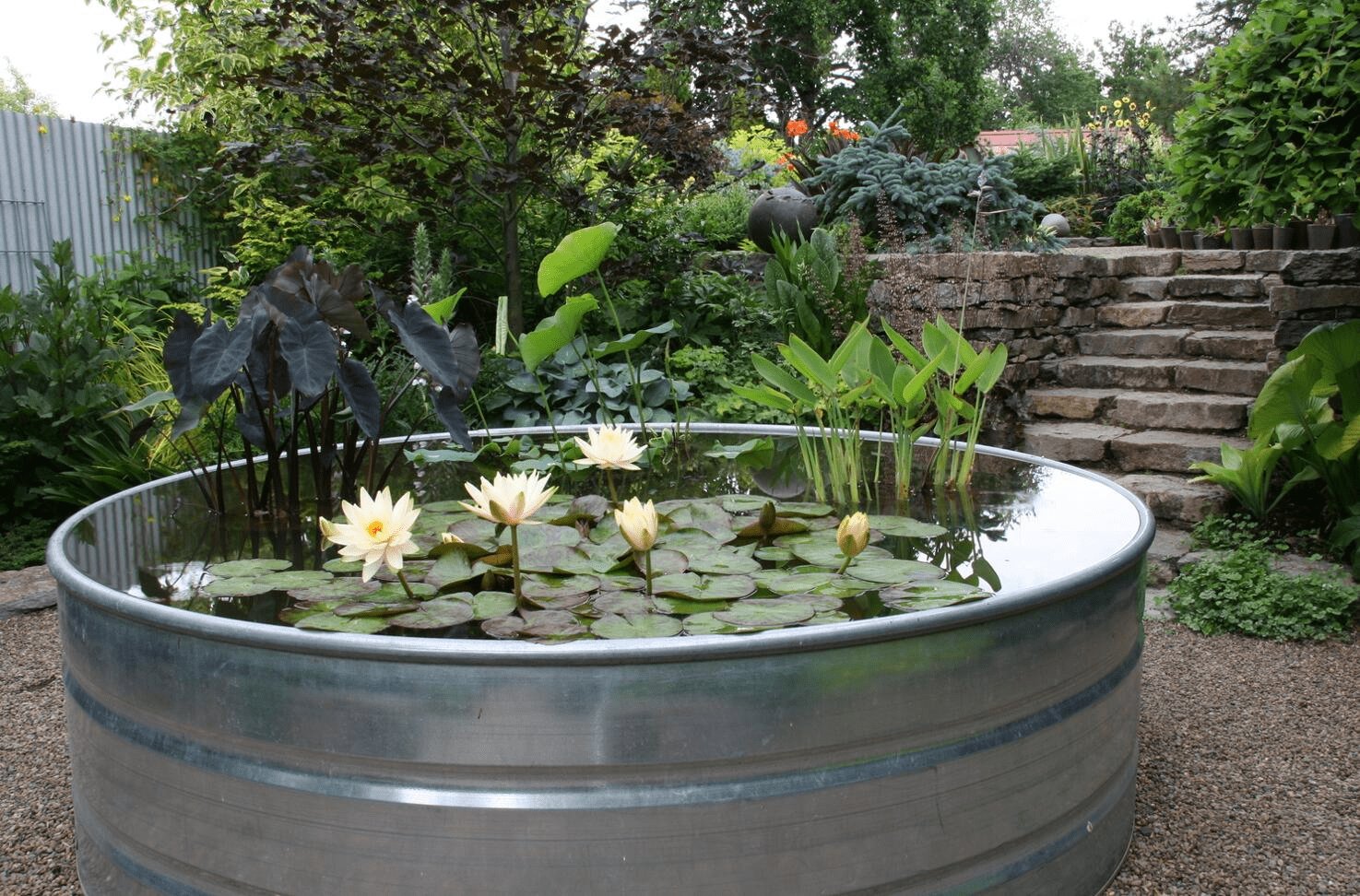 要是有院子,我也不想光种花草,地面嵌入不锈钢鱼池,简单又好看_人家
