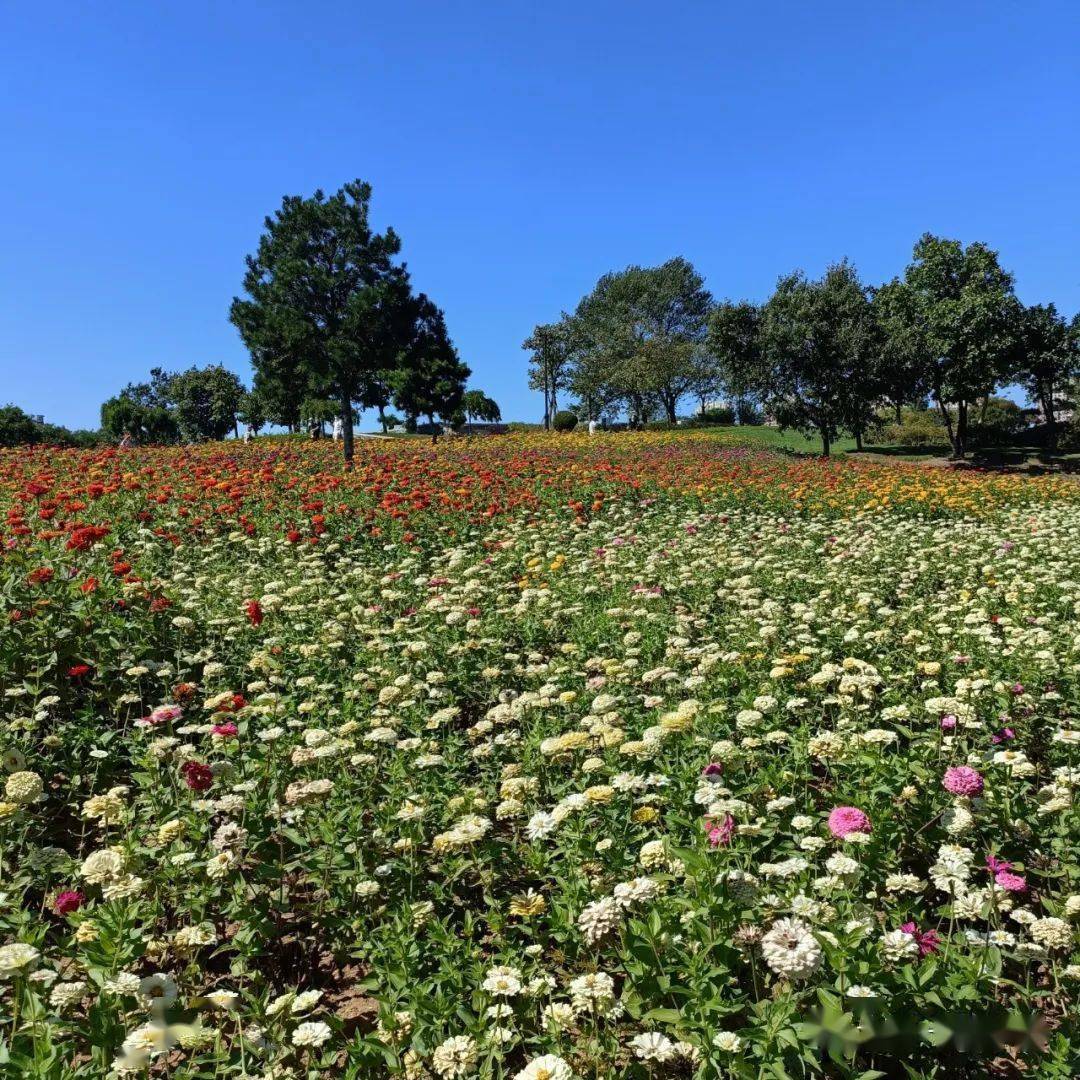 10月6日金石滩石猴观海 花海美拍1日活动(含午餐)