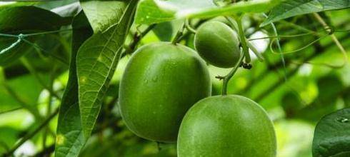 罗汉果性凉,被誉为神仙果,有润肺止咳,祛痰的功效,对于肺热咳嗽很有