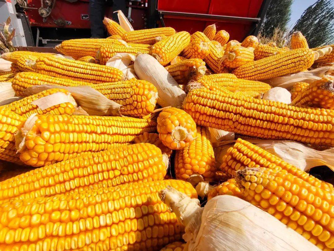 玉米收获好"丰"光,遍地金黄粮满仓_山口_收割机_农户