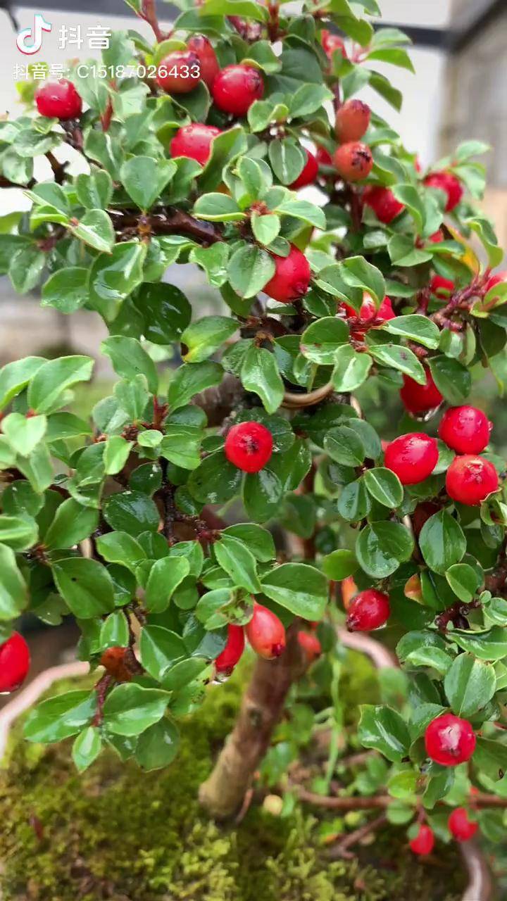 荀子七彩大果黄杨世家 荀子小品_黄杨_世家_七彩