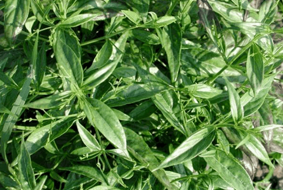 "冒名顶替"的穿心莲,你曾经吃错过吗?_中药材_同源_杂谈