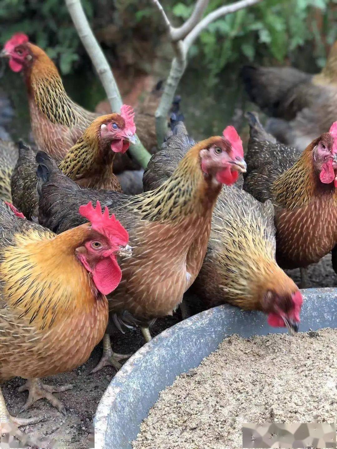 清远鸡是清远宝贵的农业地方品种资源,被列入《中国家禽品种志》27个