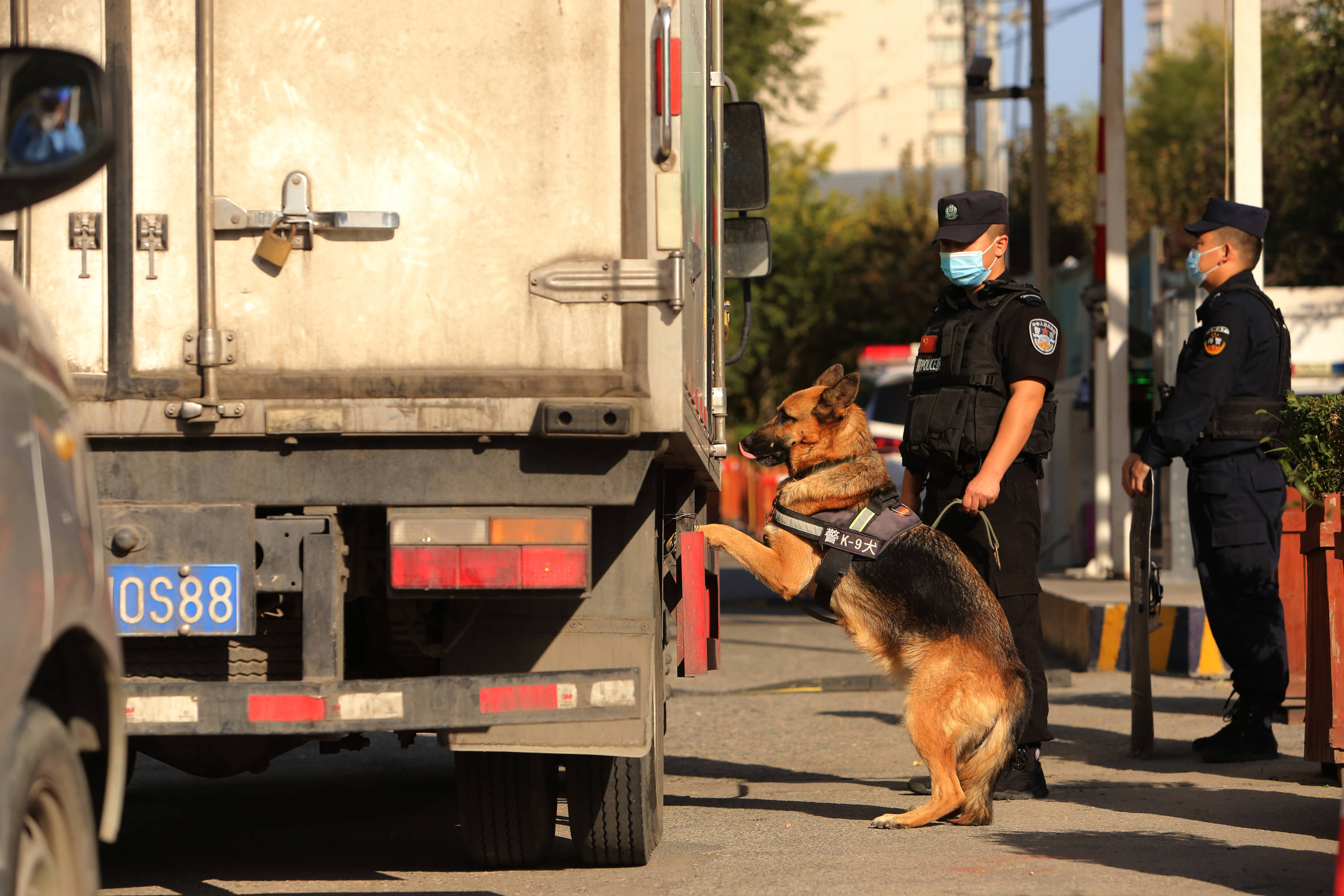 警犬工作图片