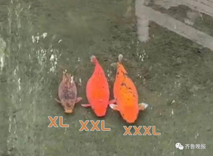 “XL、XXL、XXXL”趵突泉3只胖锦鲤同框！饭搭子出游？