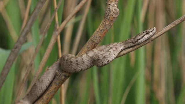 中国唯一一座蛇岛，栖息2万条全球独有的毒蛇，你敢去？