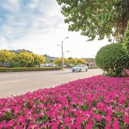 平潭7万株时花,“靓”相迎国庆!_金井_花卉_大道