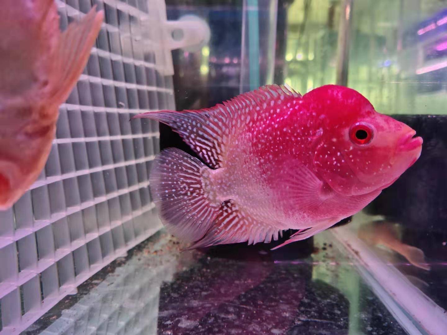 针对观赏鱼频繁跳缸的问题,养鱼的某些好习惯,我们一