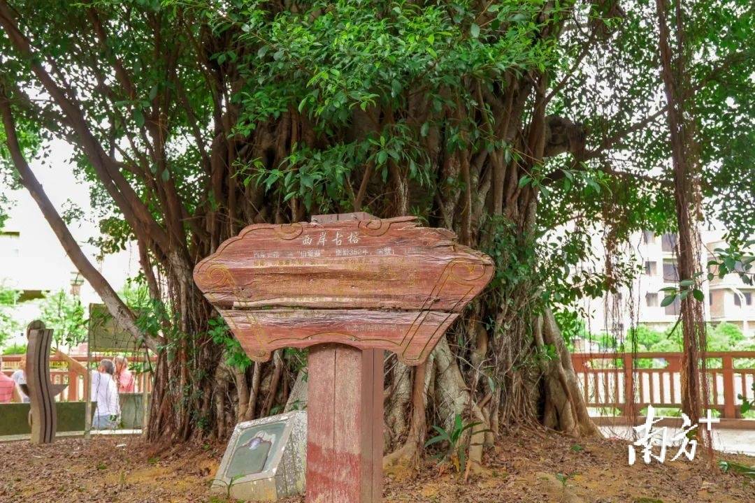 中堂有个古榕"宝藏"公园,为美丽乡村建设注入"绿动能"_湛翠_榕树_名木