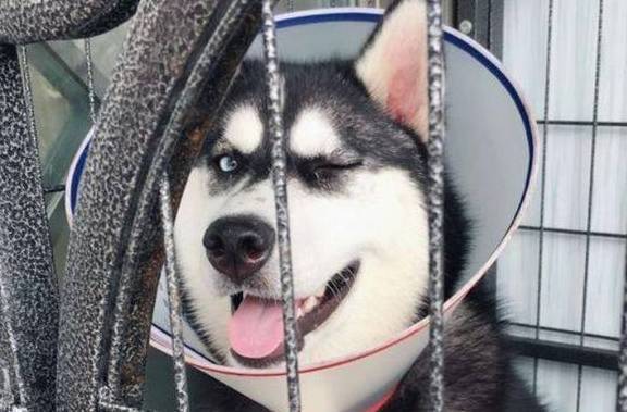 二哈打架伤了眼,还跟主人嬉皮笑脸,哈士奇的心也是够大呀_柴犬_狗狗