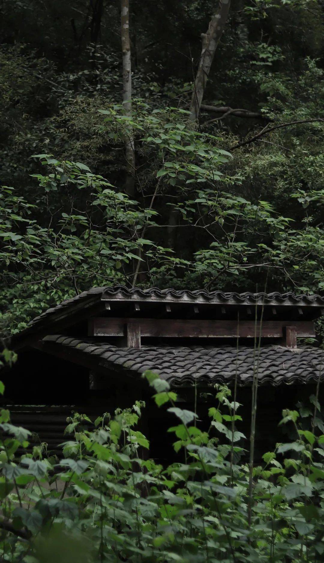 清赏| 山静似太古,日长如小年_山斋_岁月_花草