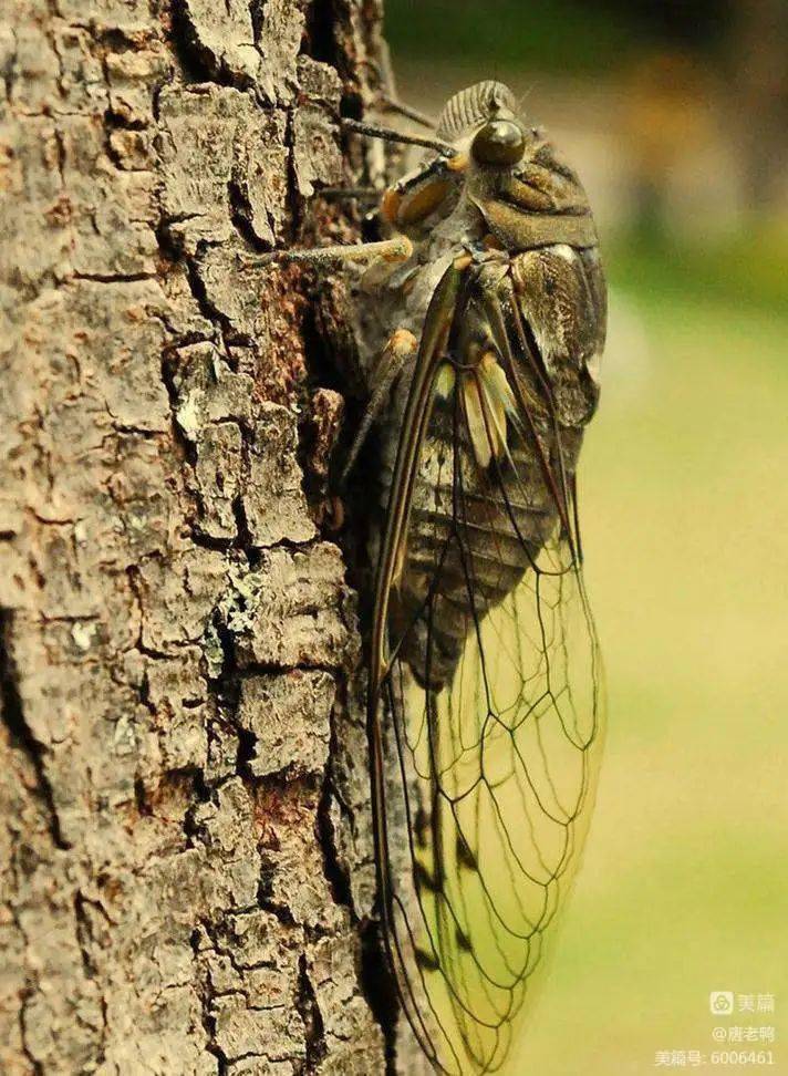 蝉_本溪_夏末_蝉声