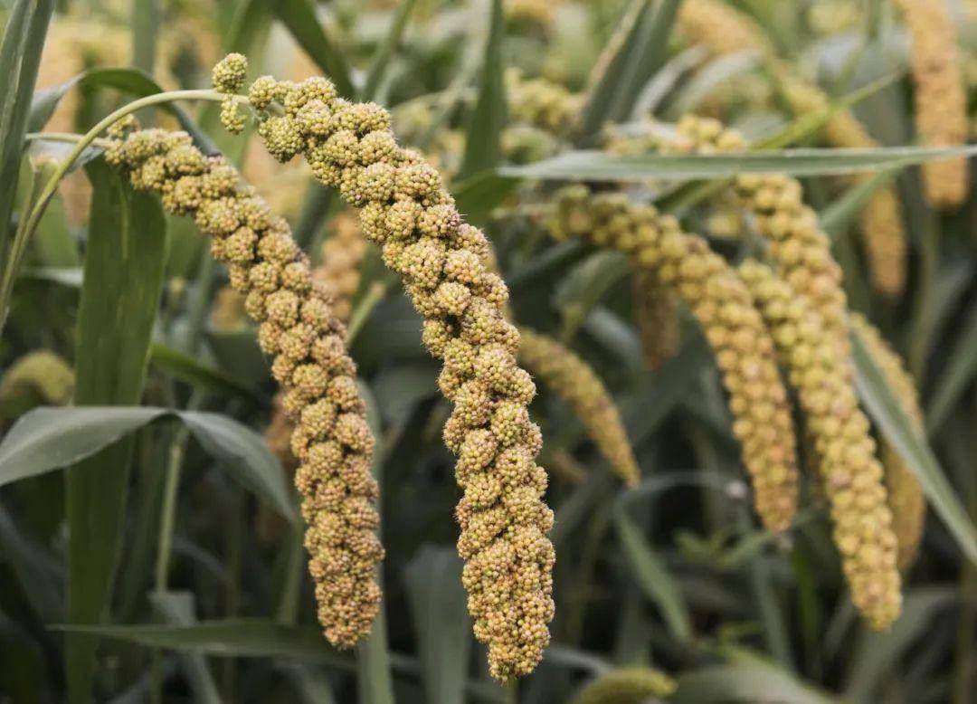 做一个会养生的干饭人——食疗粥方之粟米_功效_小米_食用