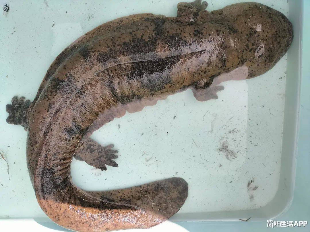 我们简阳的水质杠杠的,居然有娃娃鱼哦!_农业_执法人员_周良