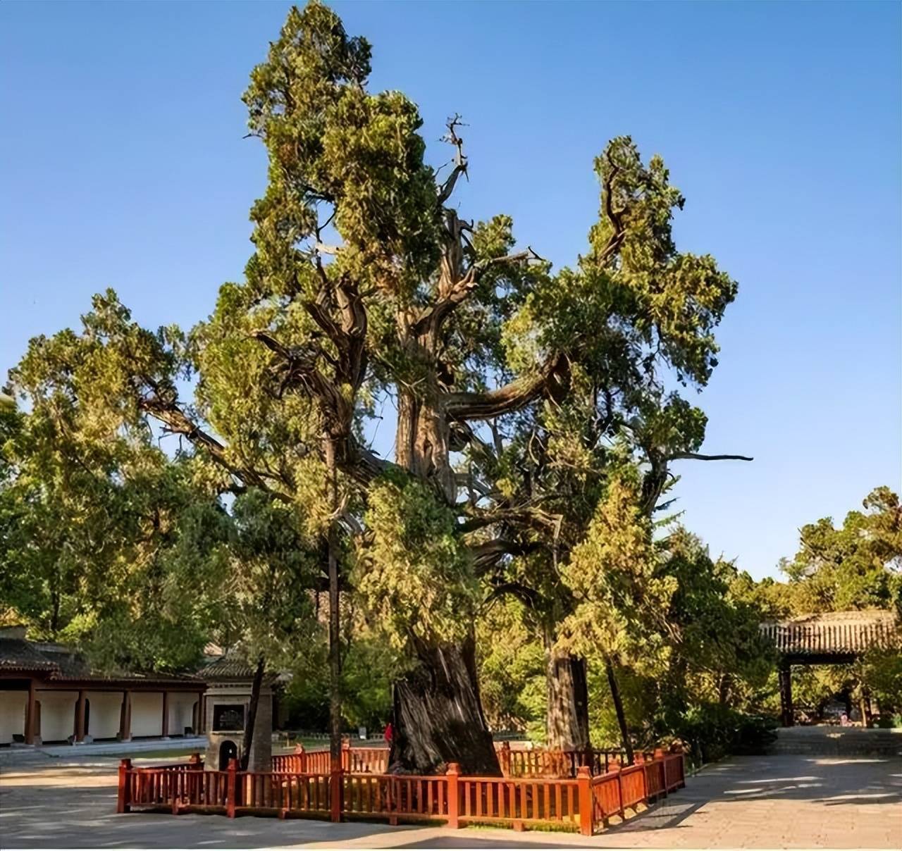 比如,黄帝陵古柏群中最古老的这棵侧柏,高20余米,胸径11米,树冠面积