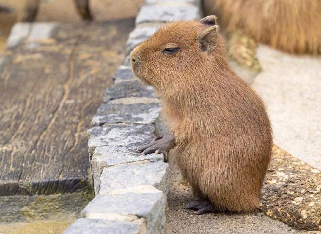 水豚表情包爆火tiktok!