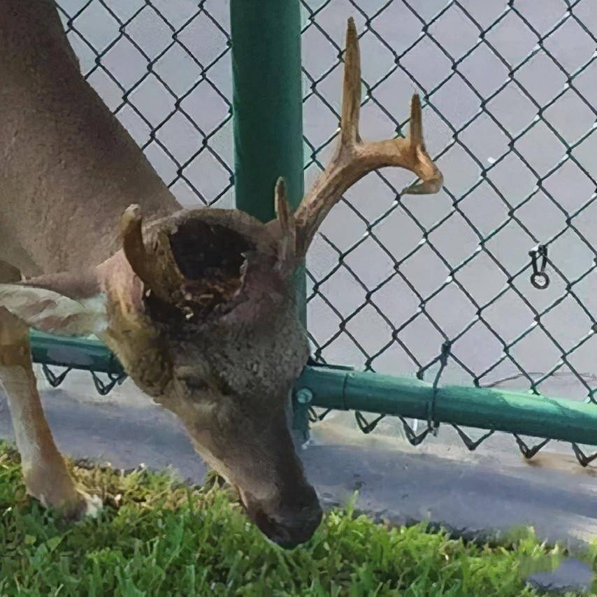 美国曾现"僵尸鹿",被啃得千疮百孔在林间游走_动物_幼虫_瑞斯