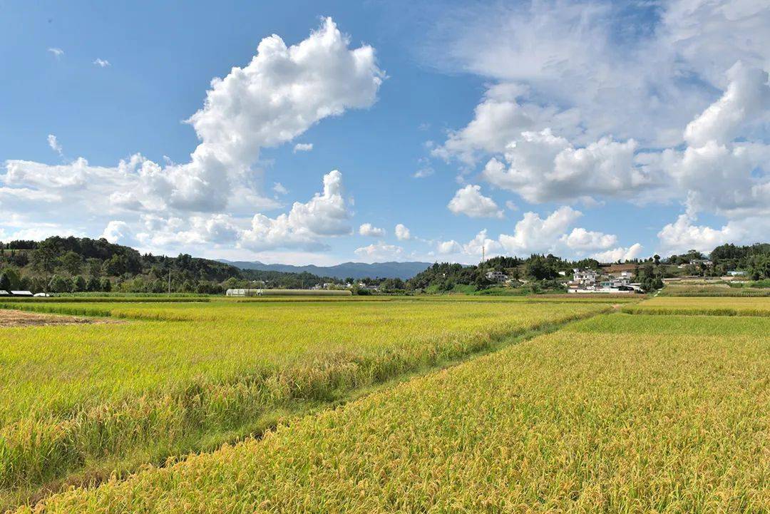 保山| 昌宁:山水田园醉金秋_昌宁县_水稻_建设