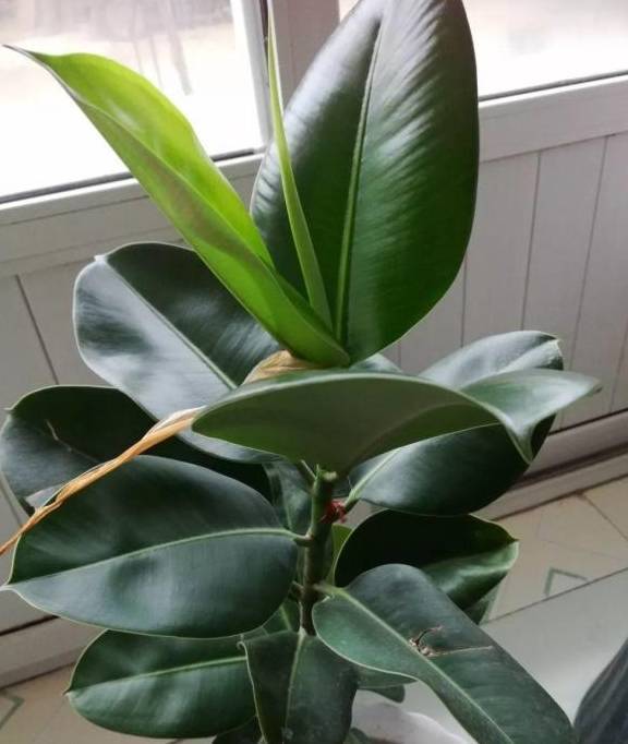 枝条_麒麟_橡皮树