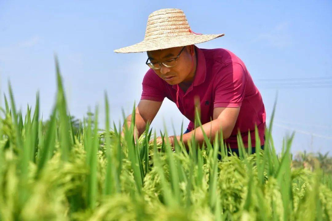 能得到袁隆平的赏识就是得益于会下田