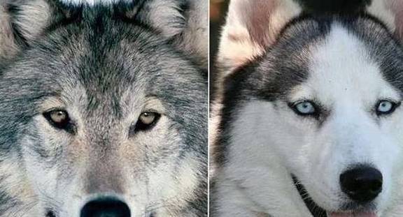 哈士奇和狼有什么区别?二哈混入狼群当上狼王!