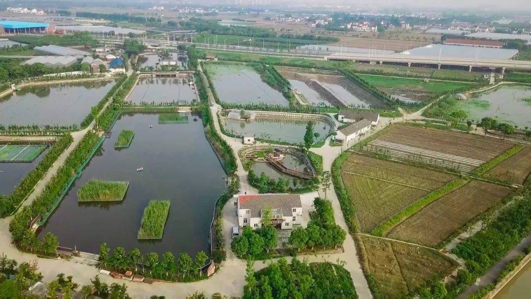 金山的老甲鱼上市了→_养殖_沈杰_生态