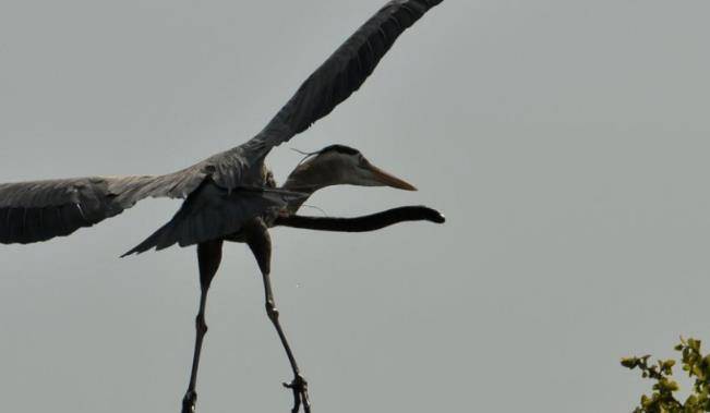 而蛇鳗捅破苍鹭身体想要逃出生天的情形也是一次冒险,在生存法则面前