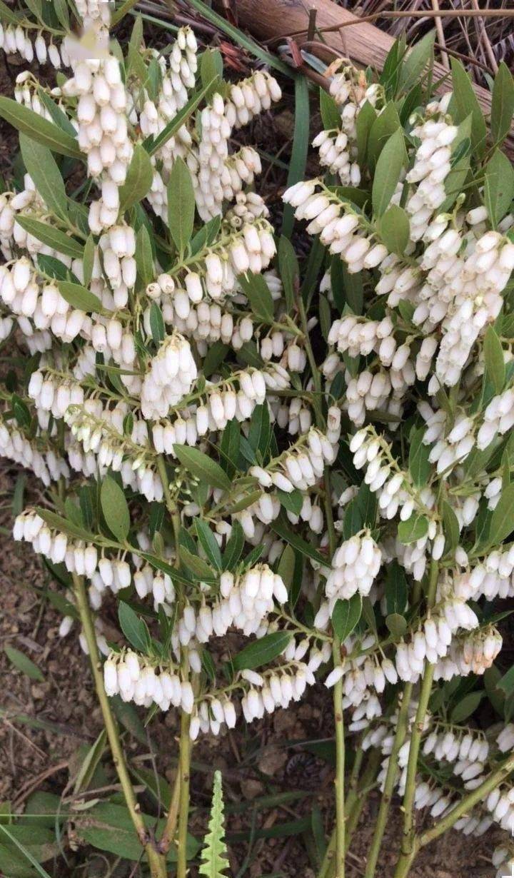 种子繁殖可以将马醉木果实收集一下, 带上手套将里面的种子剥出来