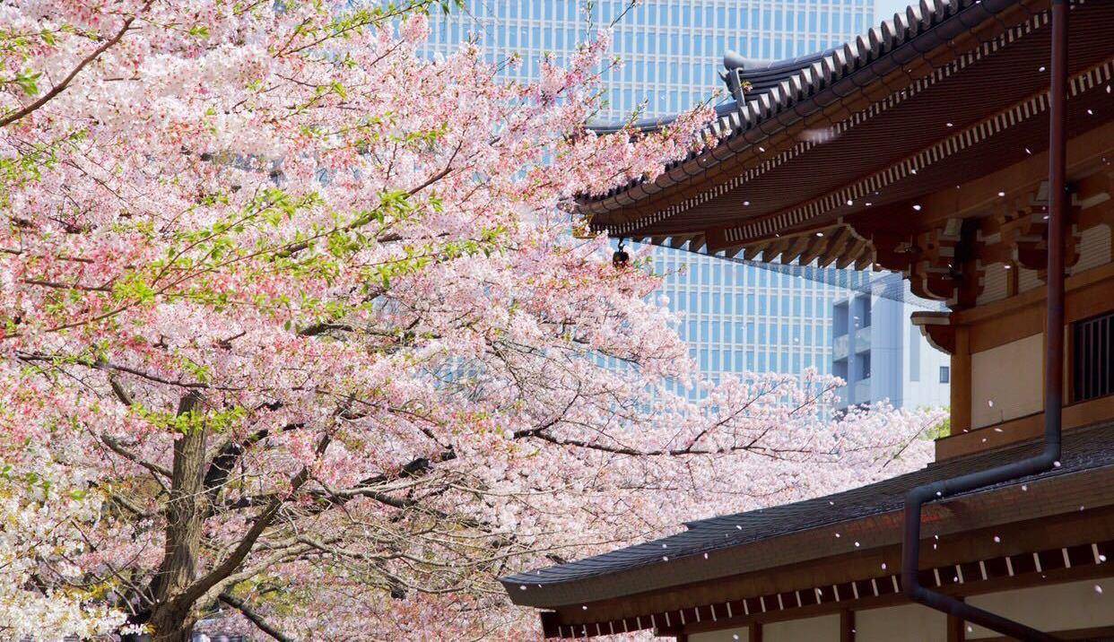 日本最特别的寺庙，樱花与寺庙美景并存！还是最灵验的求子圣地