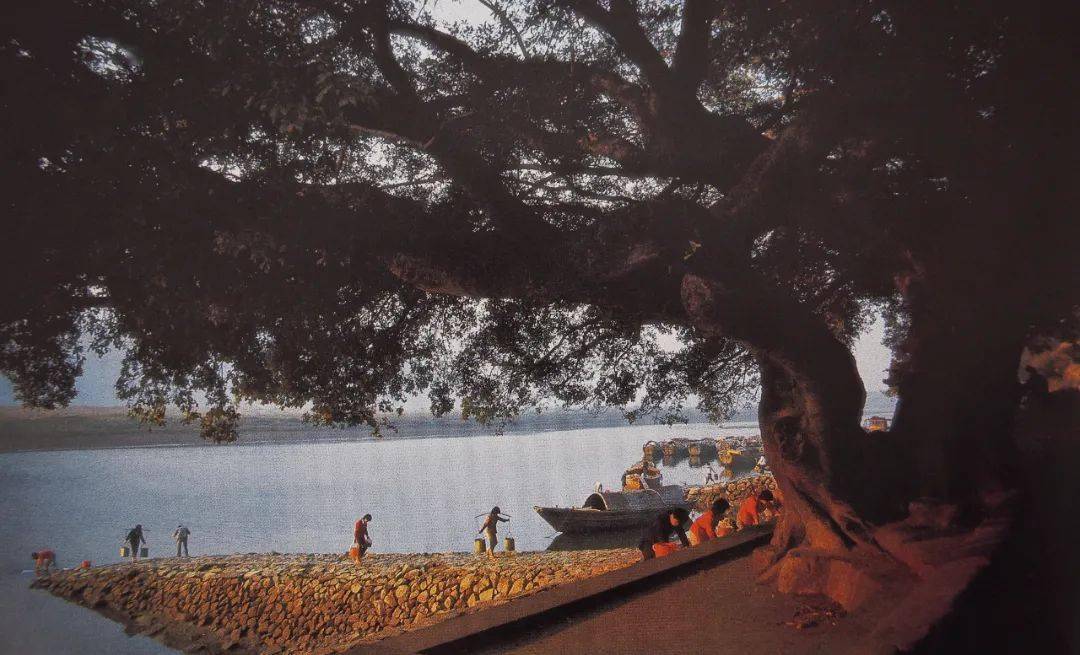 青田这些老照片,总能勾起你的"独家记忆"!_西门_大桥_山口